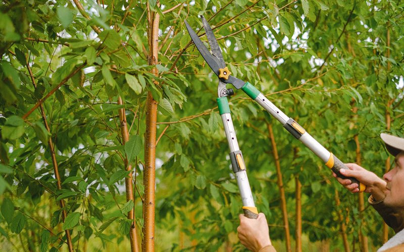 Tree trimming in Wakeman, OH